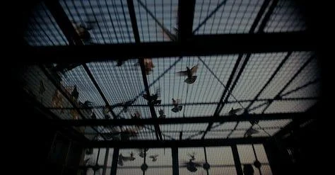 Pigeons flying inside a rooftop loft