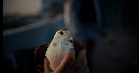 A pigeon held carefully in two hands