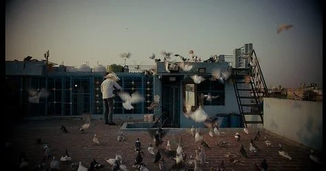 Pigeon keepers gathering on a rooftop in Old Delhi